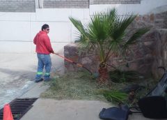 Se realizan acciones de trabajo de poda